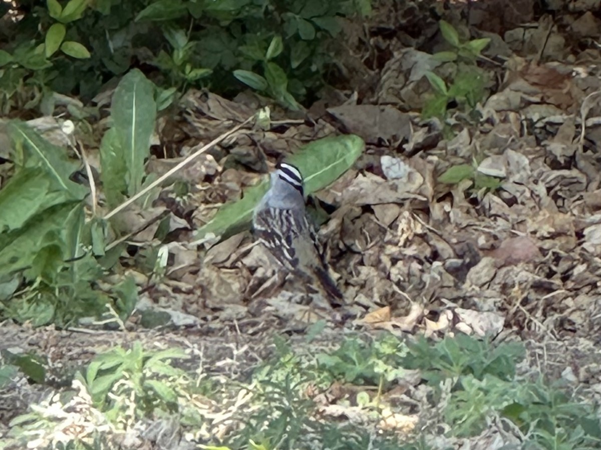 White-crowned Sparrow - Catherine Olin