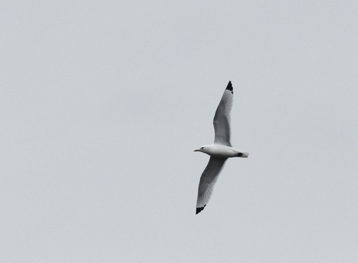 Black-legged Kittiwake - ML617924405