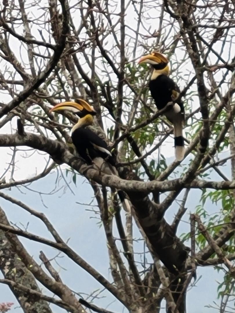 dvojzoborožec žlutozobý - ML617924429