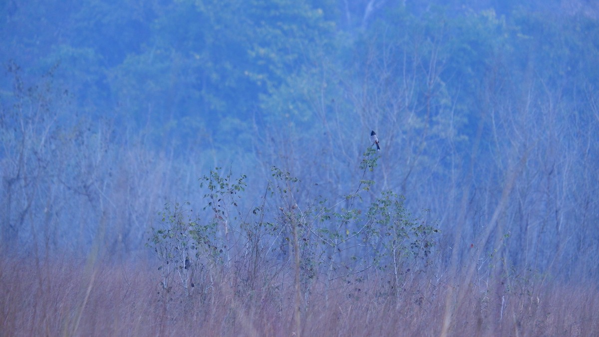 Red-vented Bulbul - ML617924430