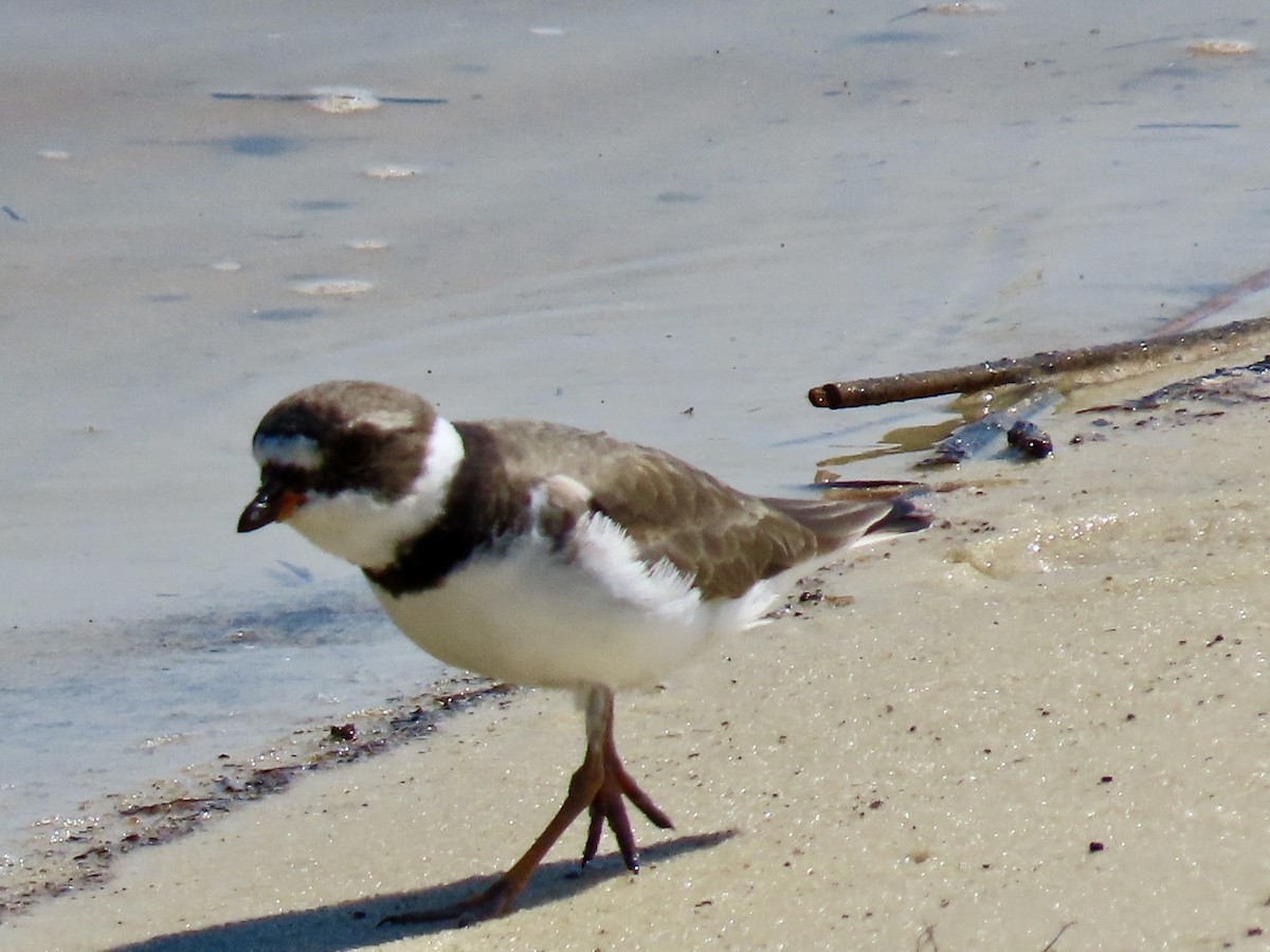 Semipalmated Plover - ML617924436