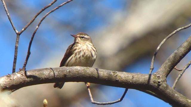 Louisiana Waterthrush - ML617924484