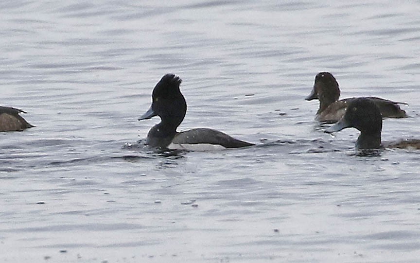 Tufted Duck x Greater Scaup (hybrid) - ML617924485