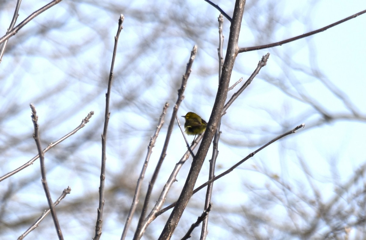 Prairie Warbler - ML617924492