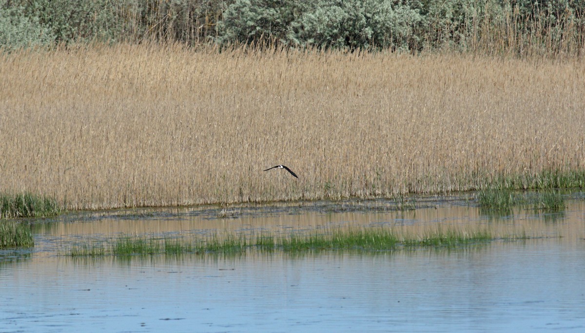 Black-winged Stilt - ML617924497