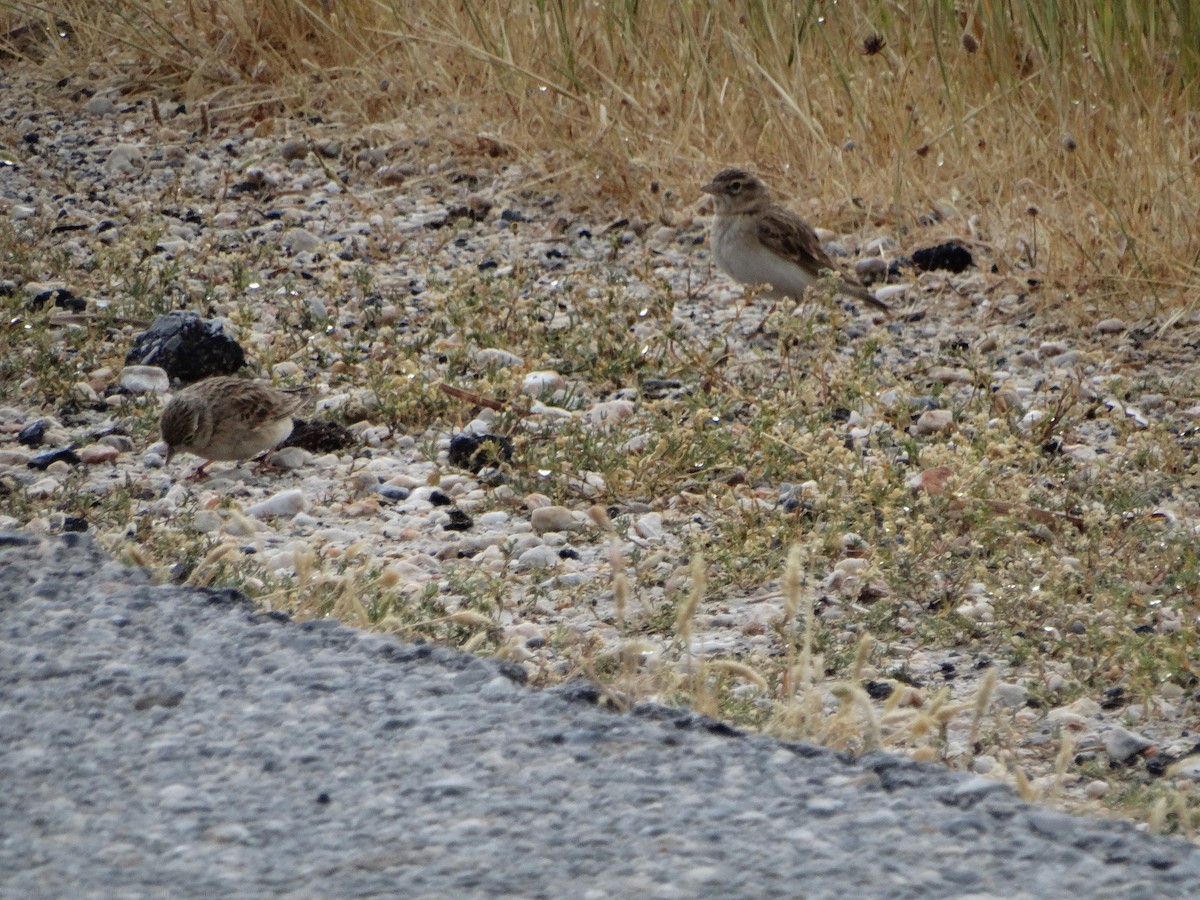 Greater Short-toed Lark - Michael Bird