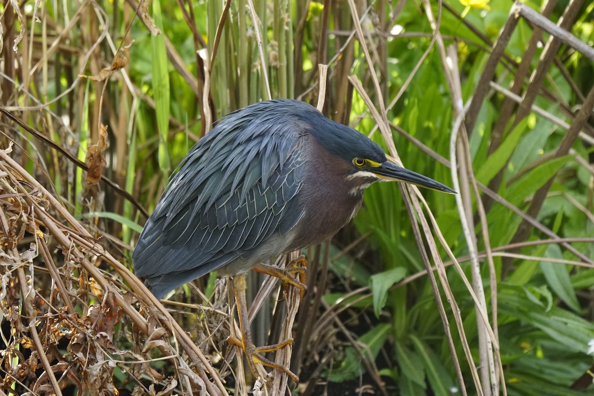 Green Heron - ML617924522