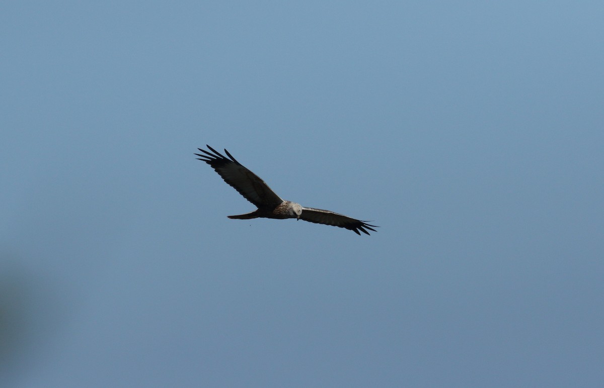 Western Marsh Harrier - ML617924536