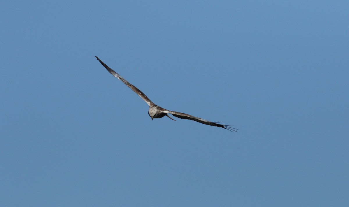 Western Marsh Harrier - ML617924537