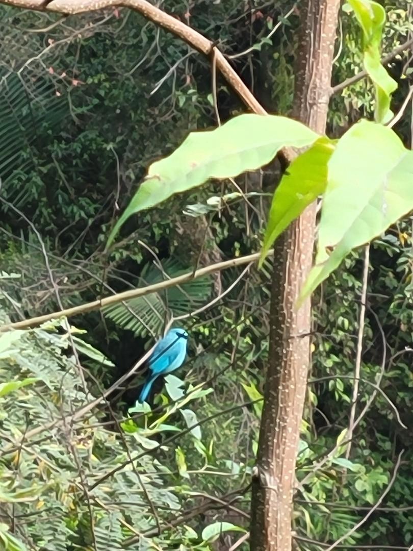 lejsek bleděmodrý - ML617924548