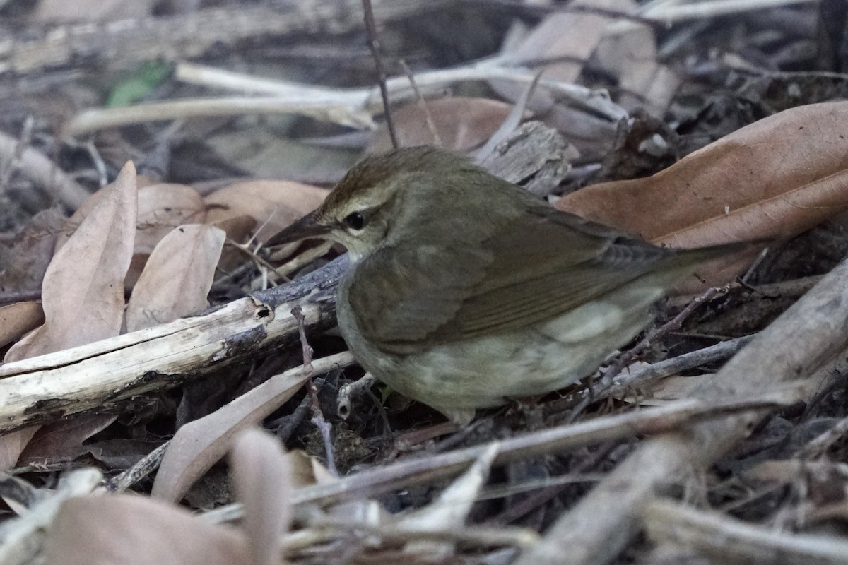 Swainson's Warbler - Joe Weisbord