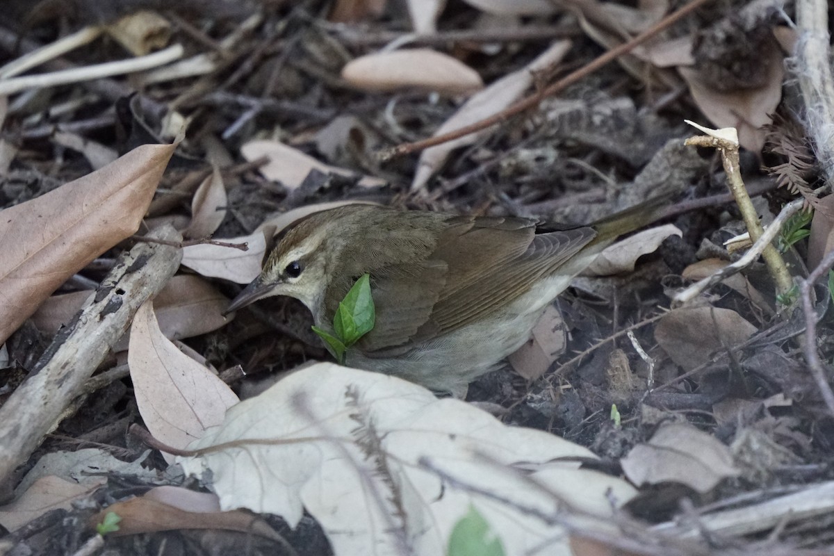 Swainson's Warbler - ML617924553