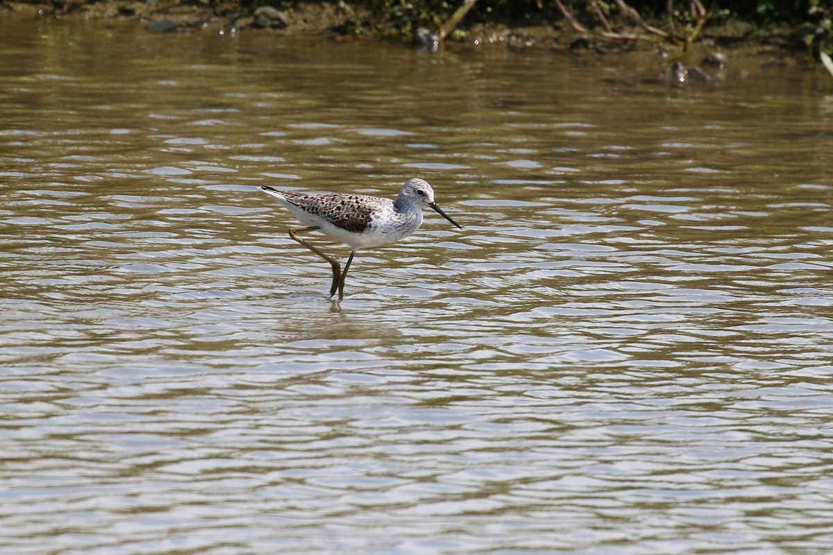 Marsh Sandpiper - ML617924562