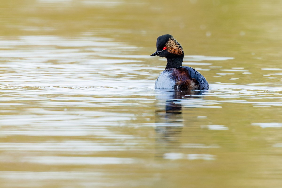 Eared Grebe - Gabi Uhrova