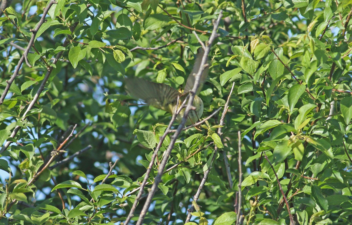 Willow Warbler - ML617924600