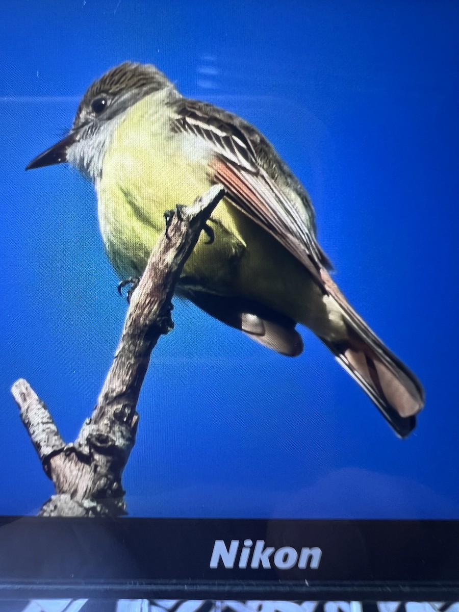 Great Crested Flycatcher - ML617924633