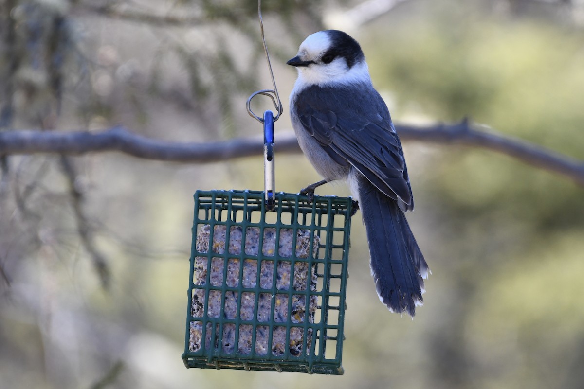 Arrendajo Canadiense (grupo canadensis) - ML617924680