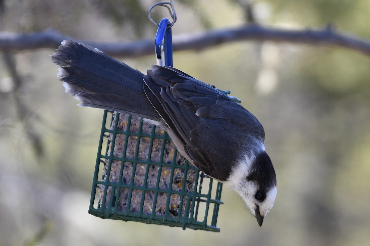 Arrendajo Canadiense (grupo canadensis) - ML617924685