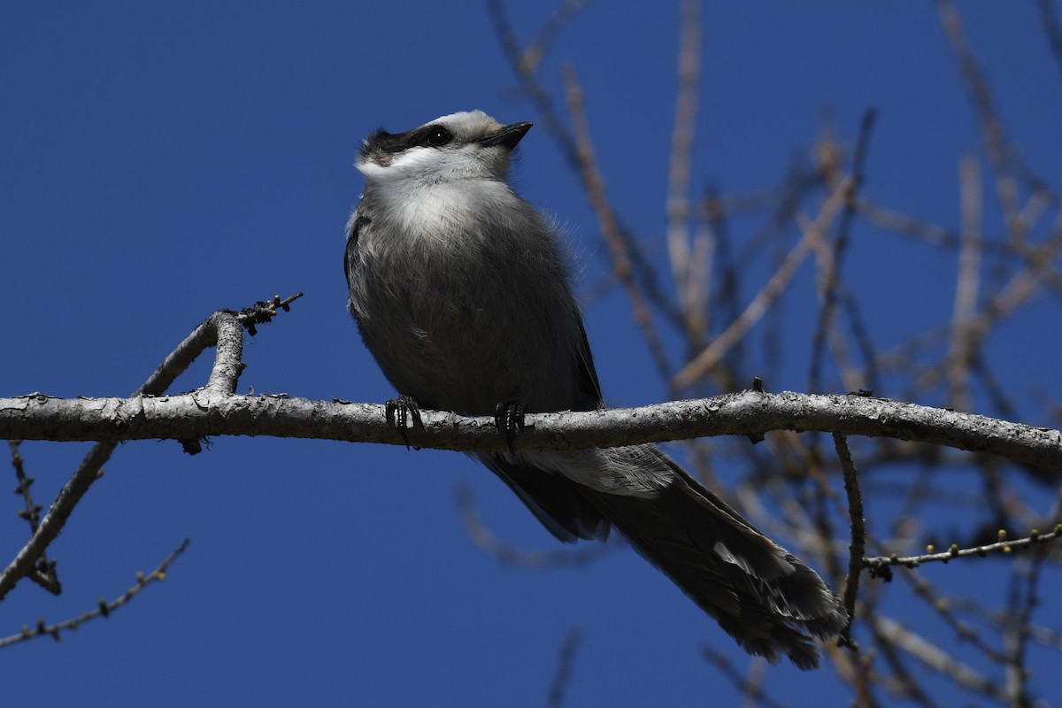 Arrendajo Canadiense (grupo canadensis) - ML617924688