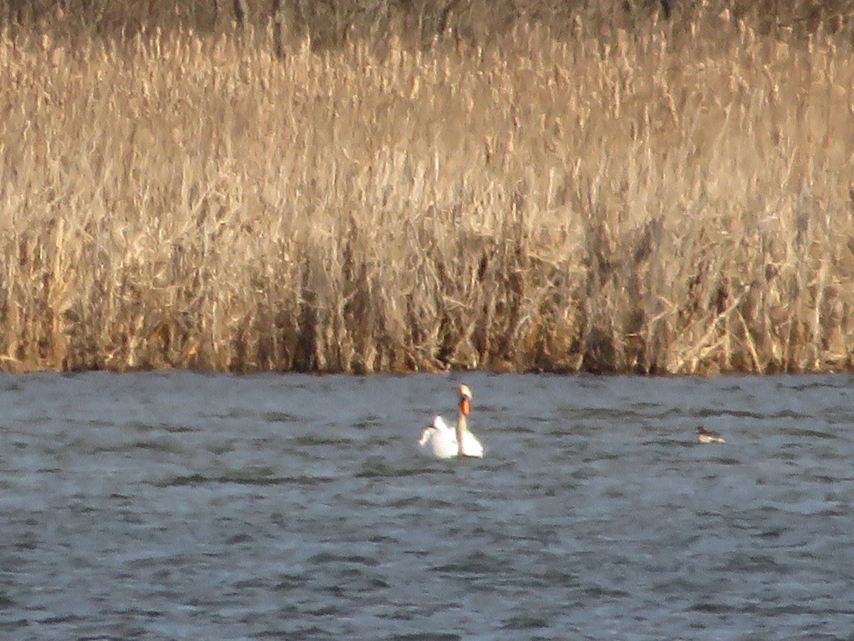 Mute Swan - ML617924702