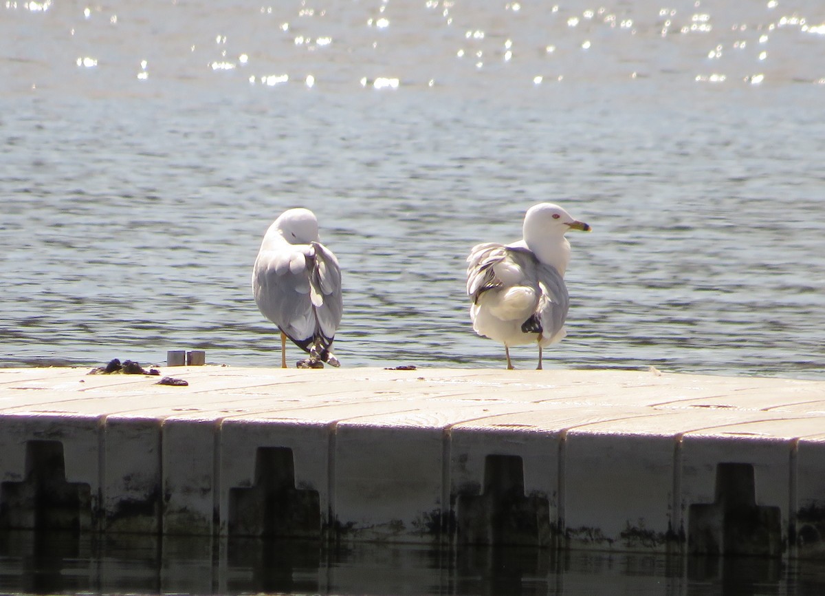 Ring-billed Gull - ML617924734