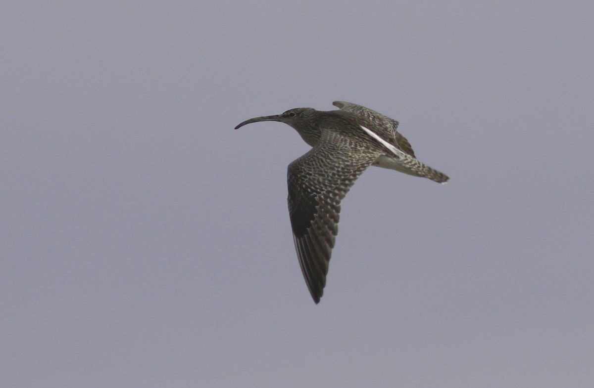 Whimbrel (European) - Andy Benson