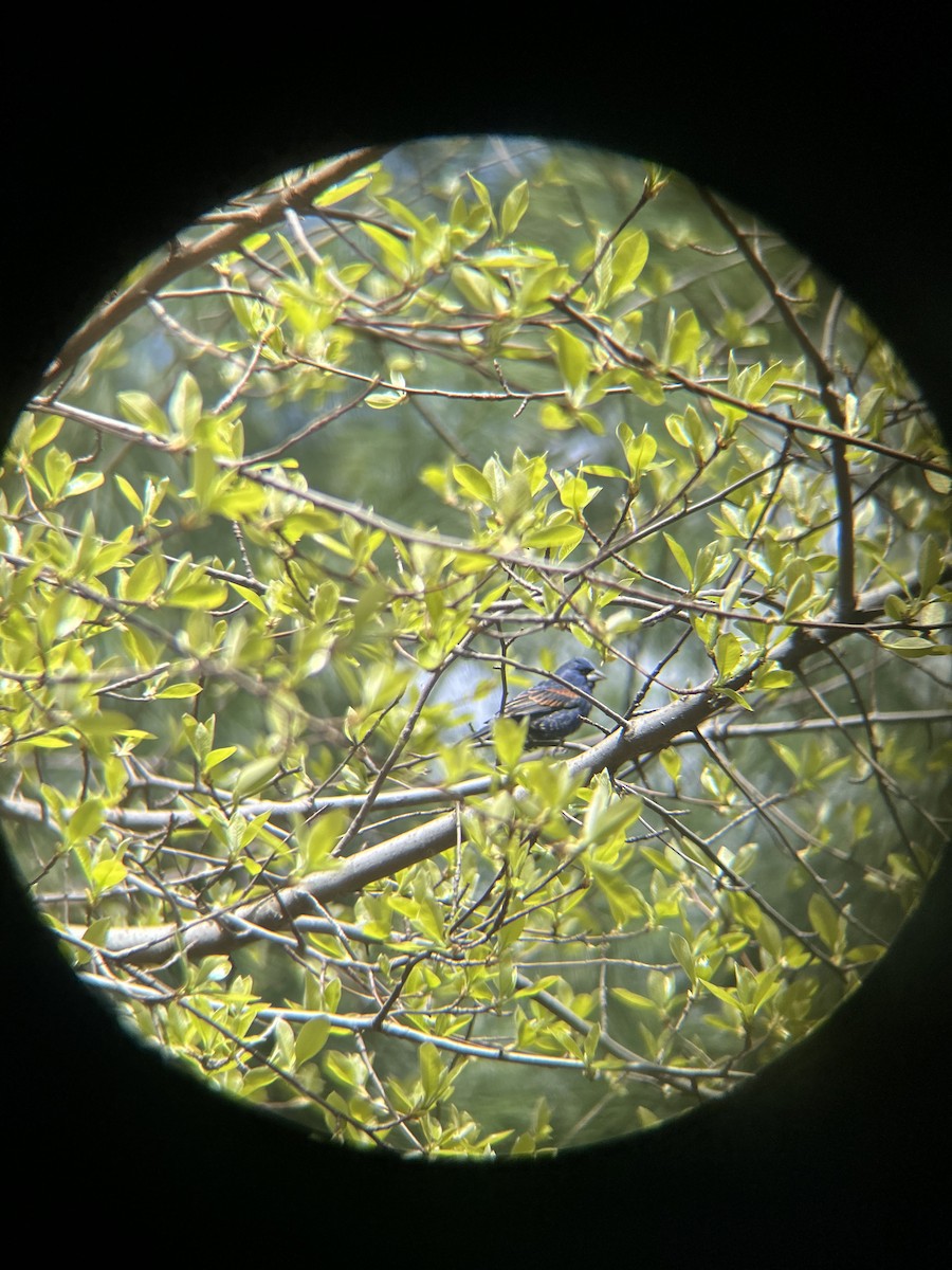 Blue Grosbeak - Torie Bolster