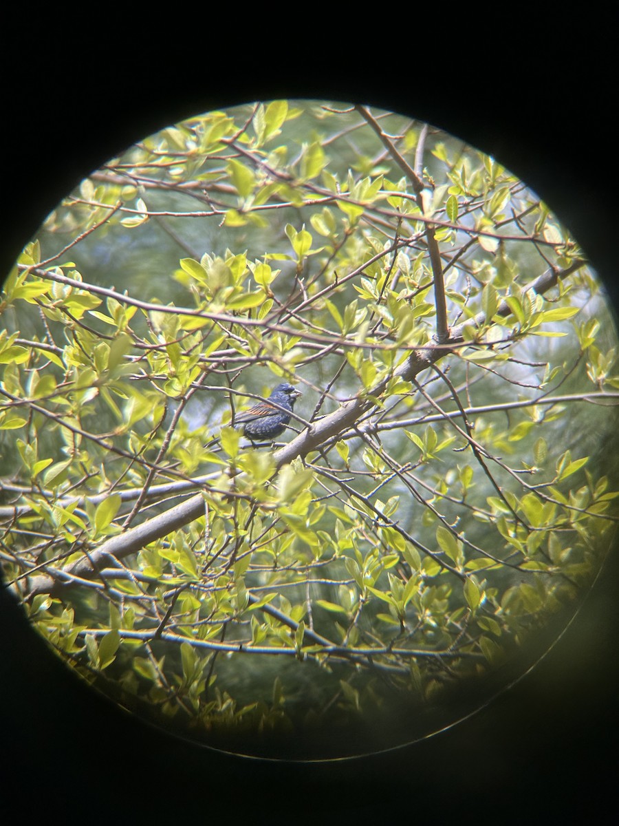 Blue Grosbeak - Torie Bolster