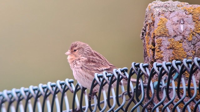 Twite - ML617924826