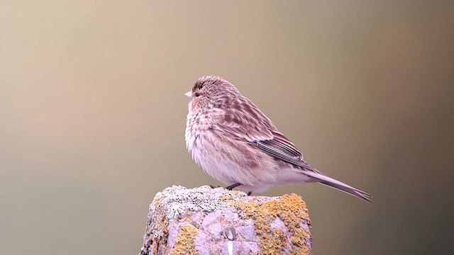 Pardillo Piquigualdo - ML617924827