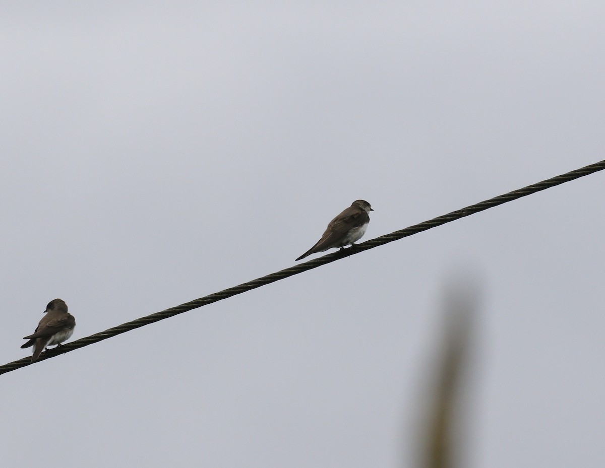 Bank Swallow - Kit Britten