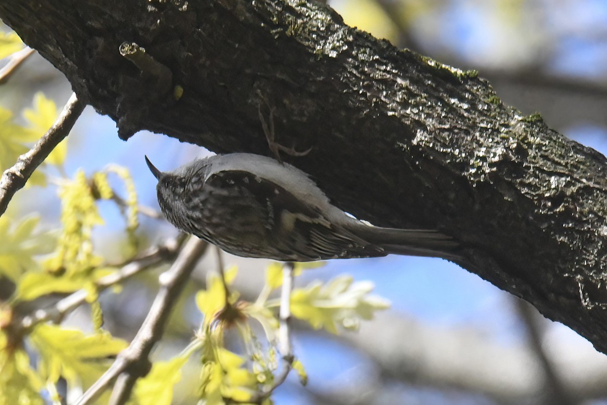 Brown Creeper - ML617924841