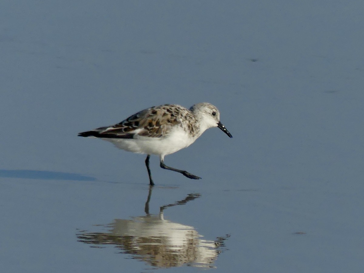 Sanderling - ML617924854