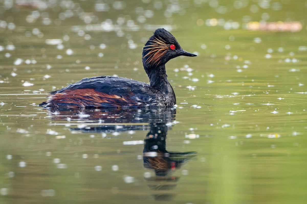 Eared Grebe - ML617924860