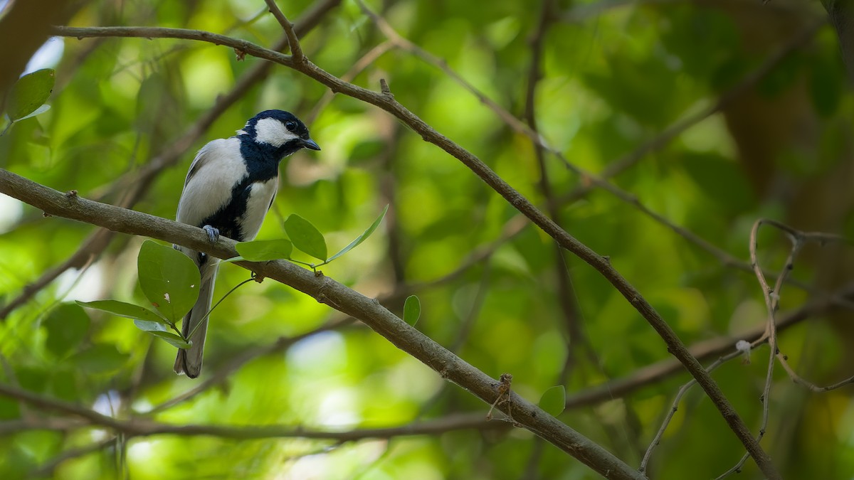 Cinereous Tit - ML617924871