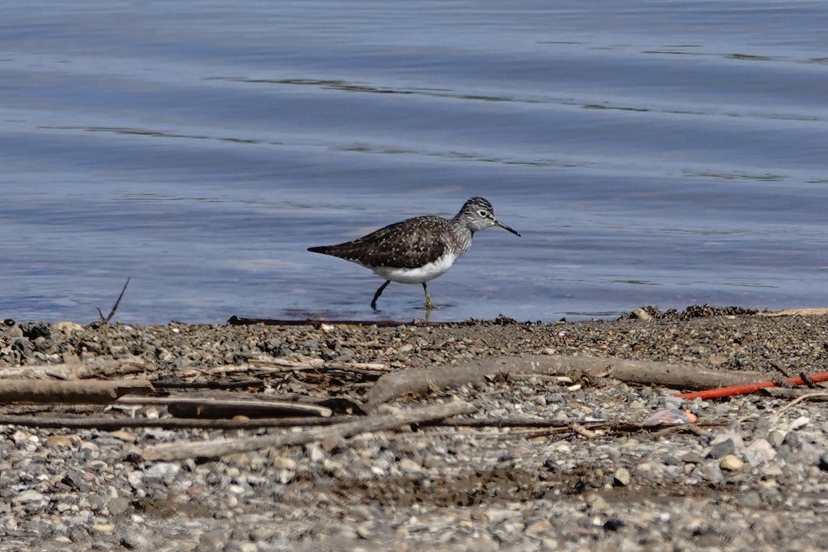 Andarríos Solitario - ML617924872