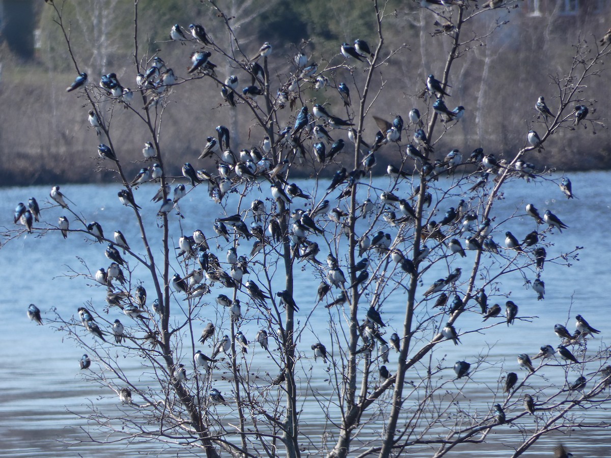 Tree Swallow - Monique Berlinguette