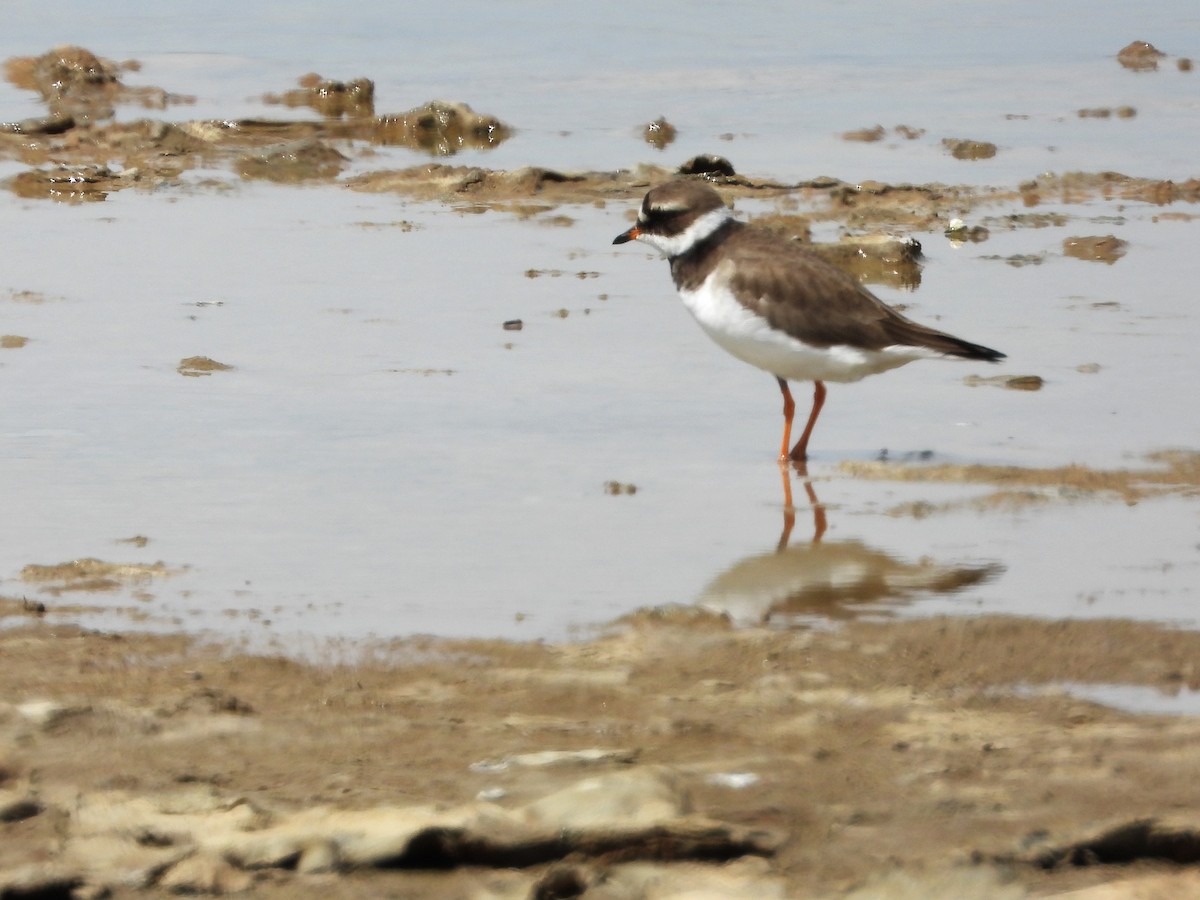 Common Ringed Plover - ML617924942