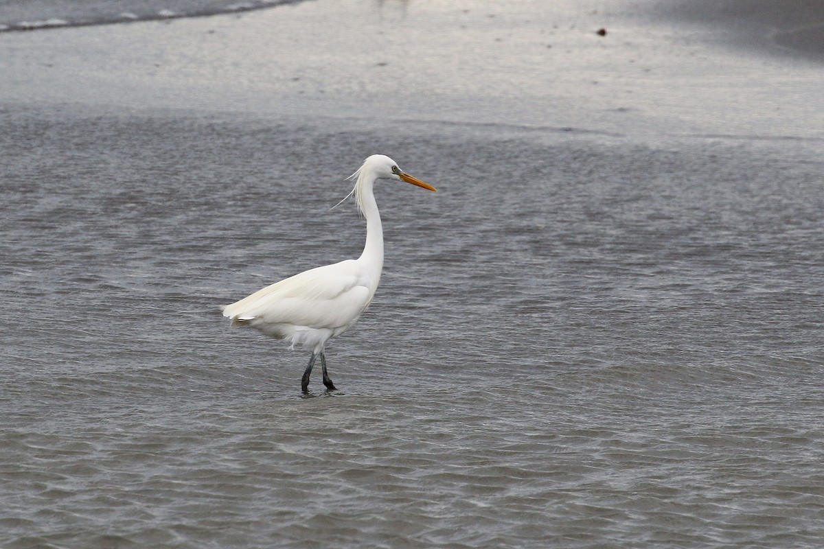 Chinese Egret - ML617924969