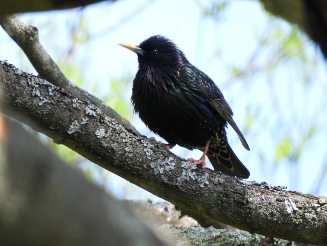 European Starling - ML617924971