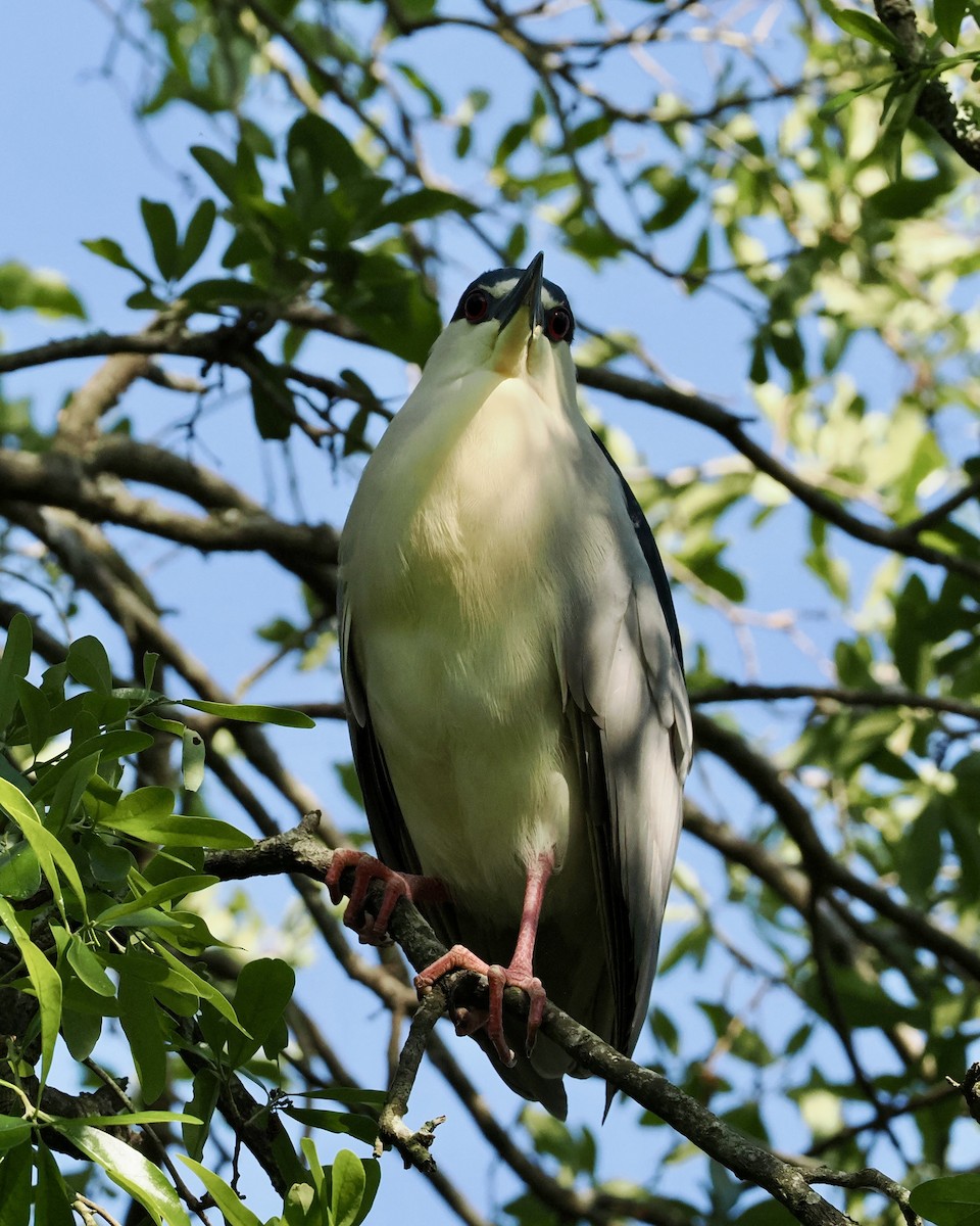 Black-crowned Night Heron - ML617925026