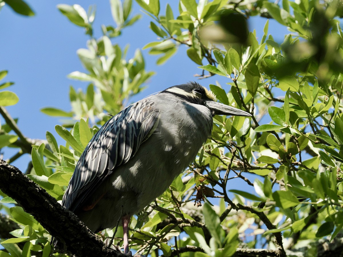 Black-crowned Night Heron - Melody Serra