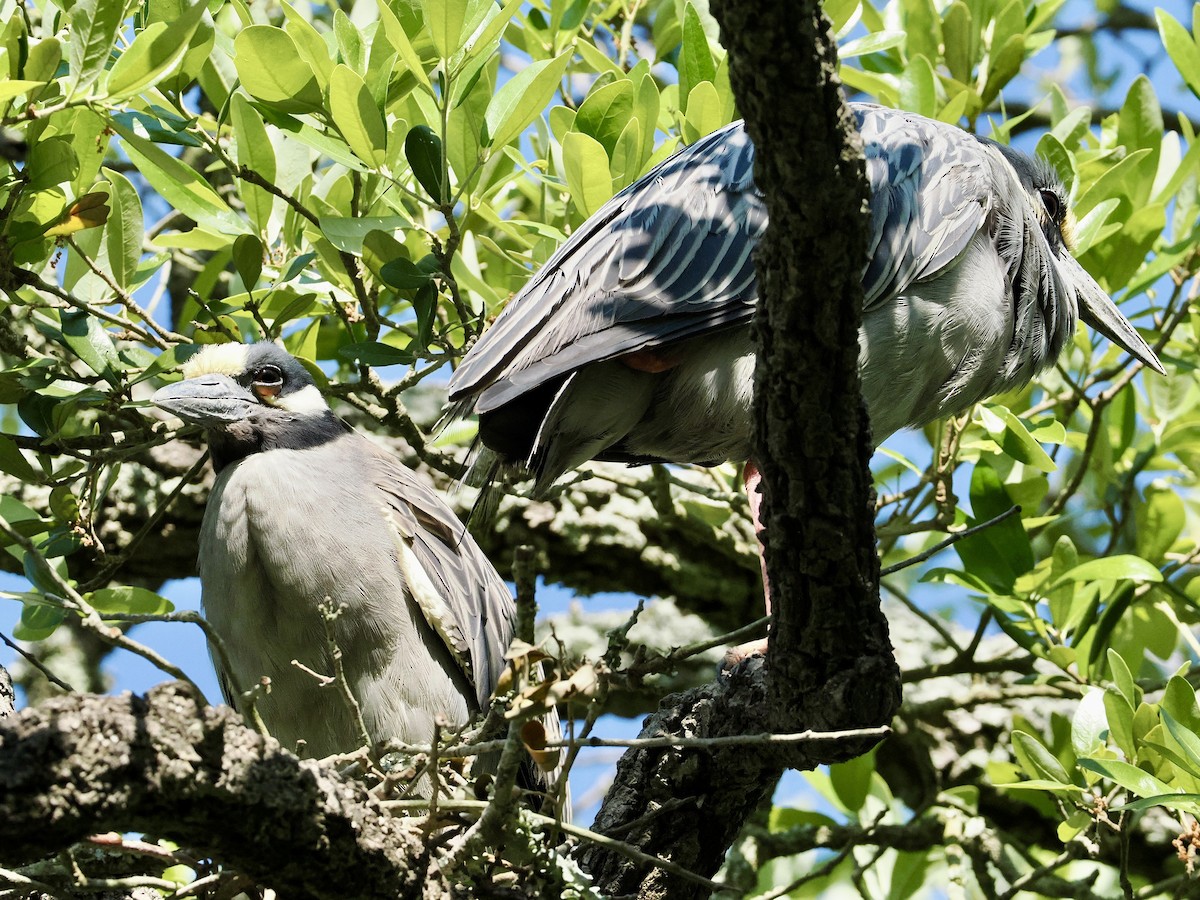 Black-crowned Night Heron - ML617925028