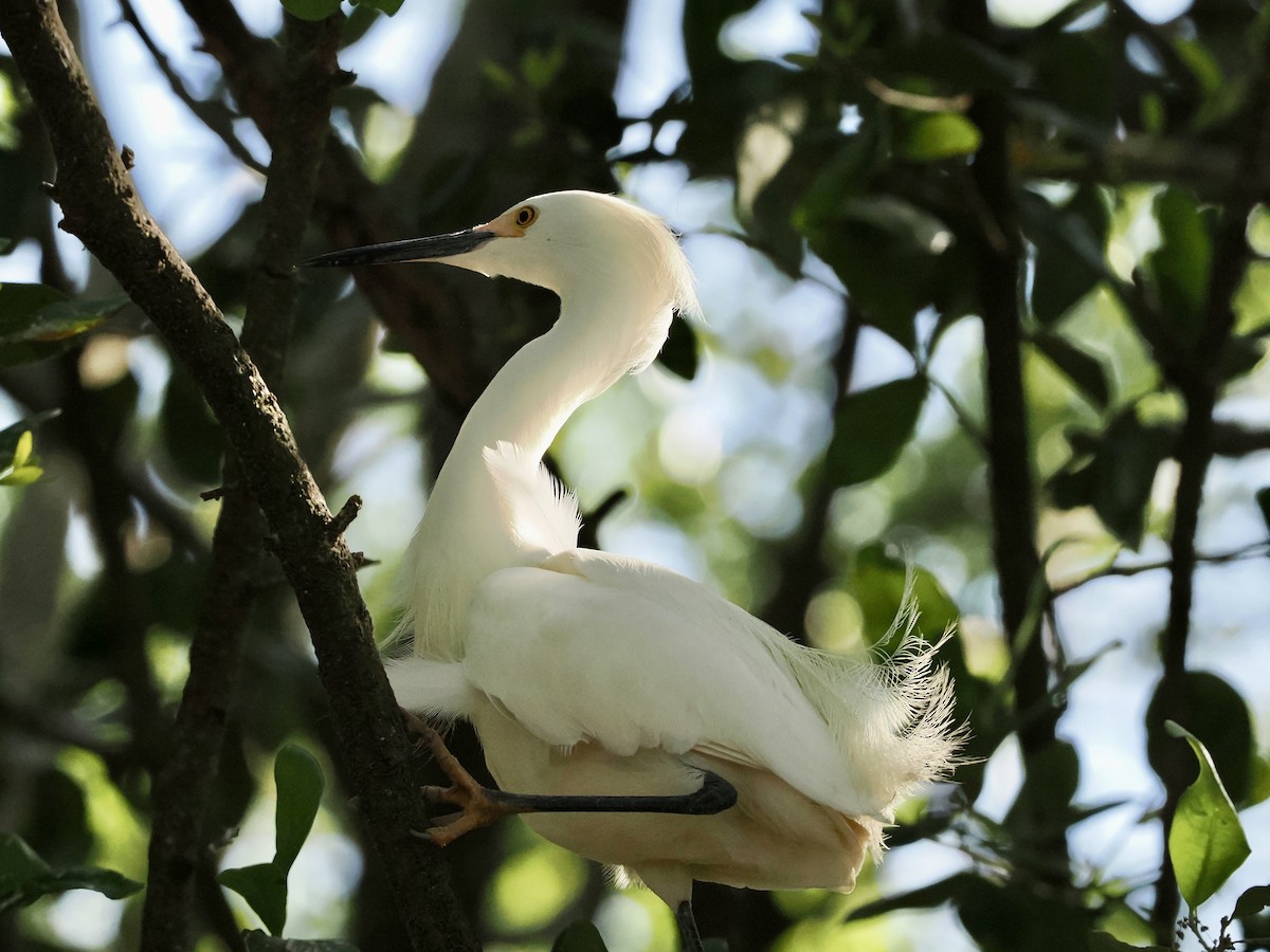 Snowy Egret - Melody Serra