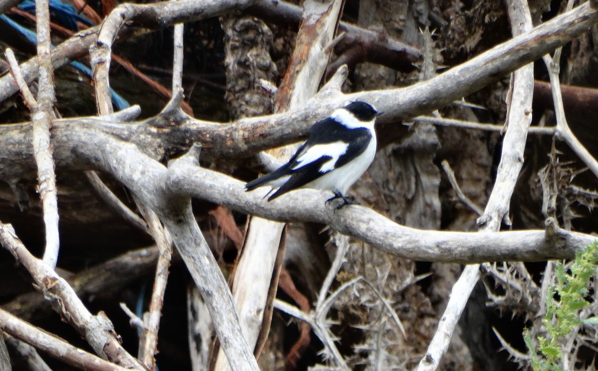 Collared Flycatcher - ML617925049