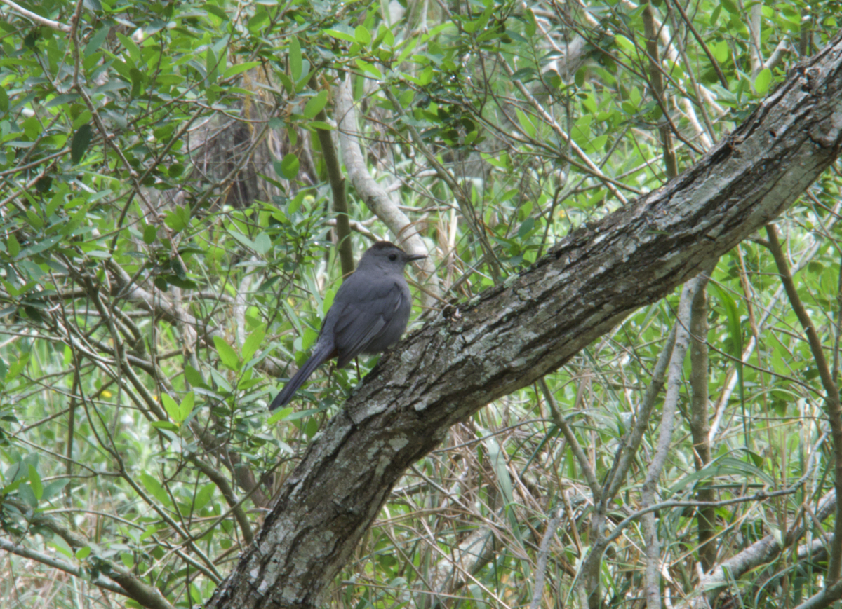 Gray Catbird - Evan Farese