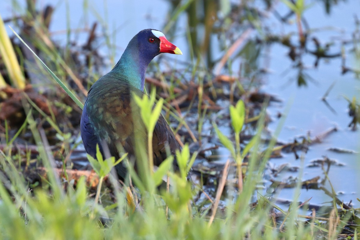 Purple Gallinule - Jason Leifester