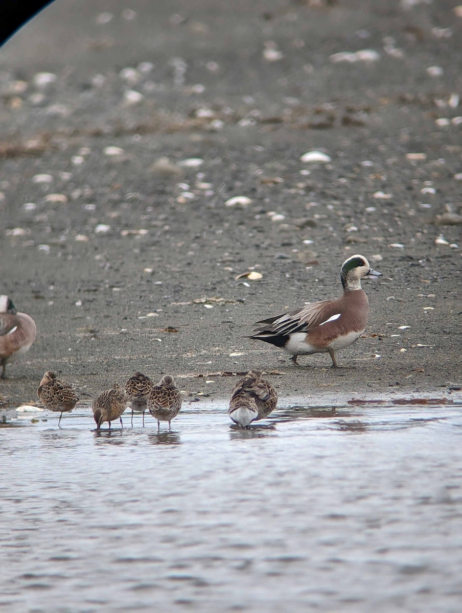 American Wigeon - David Swinford