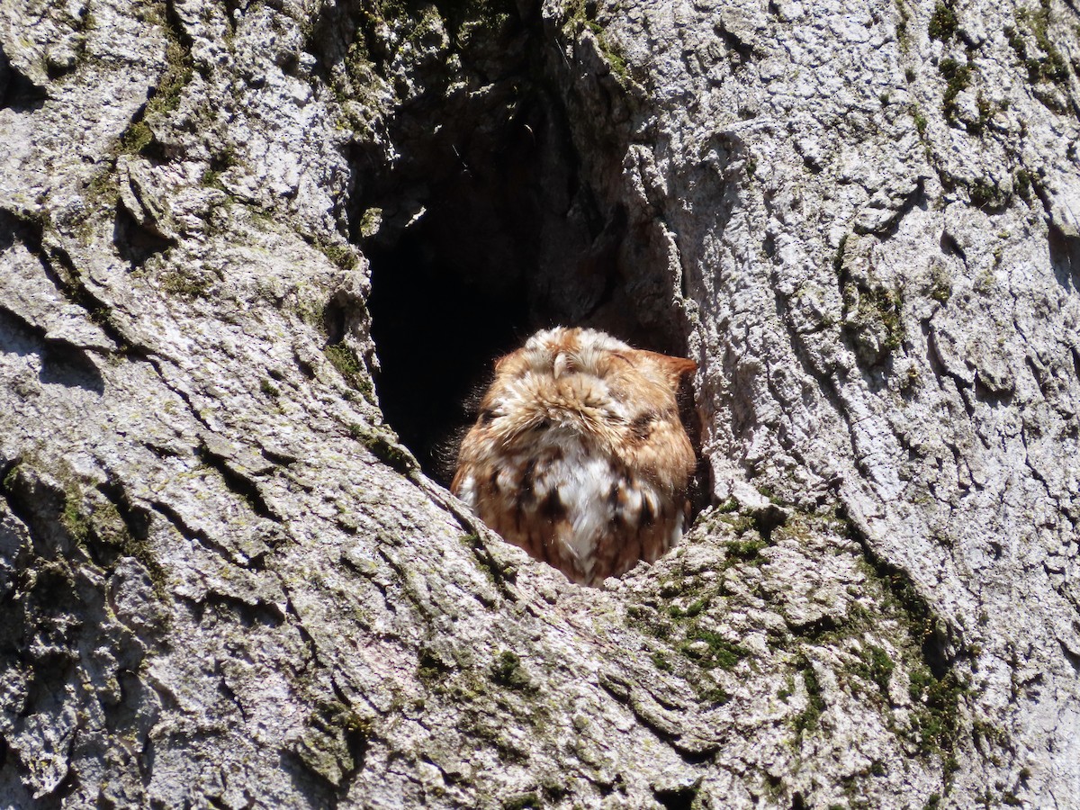 Eastern Screech-Owl - ML617925089