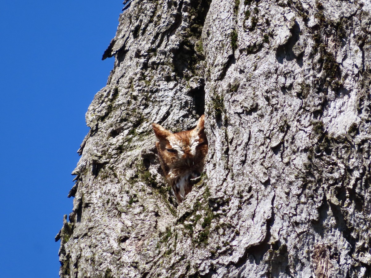 Eastern Screech-Owl - ML617925170